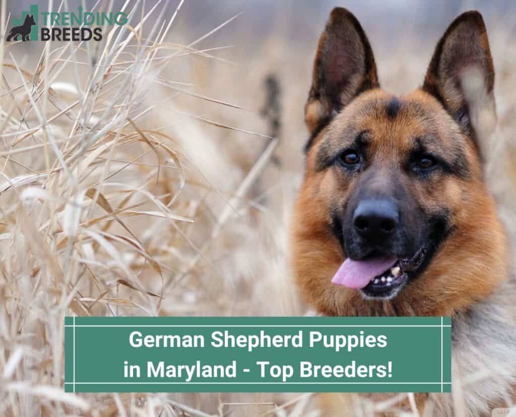 German-Shepherd-Puppies-in-Maryland-Top-4-Breeders-template