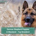 German-Shepherd-Puppies-in-Maryland-Top-4-Breeders-template