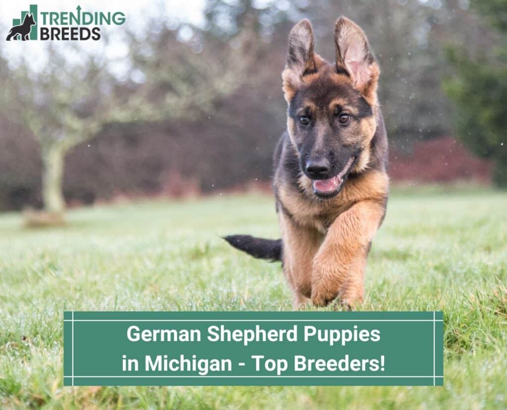 German-Shepherd-Puppies-in-Michigan-Top-4-Breeders-template