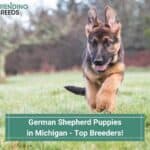 German-Shepherd-Puppies-in-Michigan-Top-4-Breeders-template