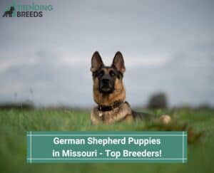 German-Shepherd-Puppies-in-Missouri-Top-4-Breeders-template