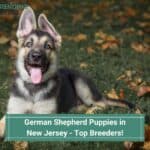 German-Shepherd-Puppies-in-New-Jersey-Top-Breeders-template
