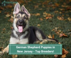 German-Shepherd-Puppies-in-New-Jersey-Top-Breeders-template