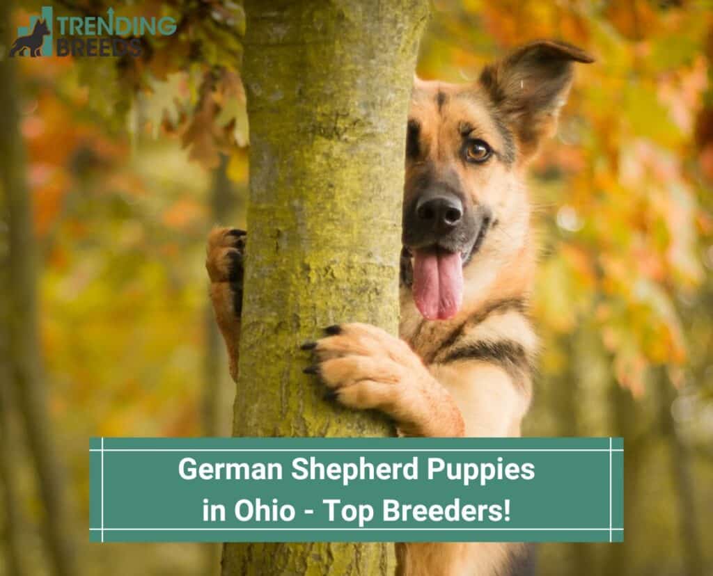 German-Shepherd-Puppies-in-Ohio-Top-5-Breeders-template