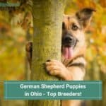 German-Shepherd-Puppies-in-Ohio-Top-5-Breeders-template