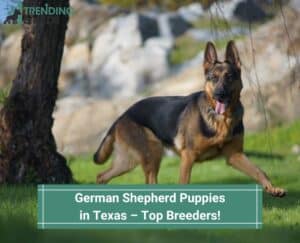 German-Shepherd-Puppies-in-Texas-–-Top-Breeders-template