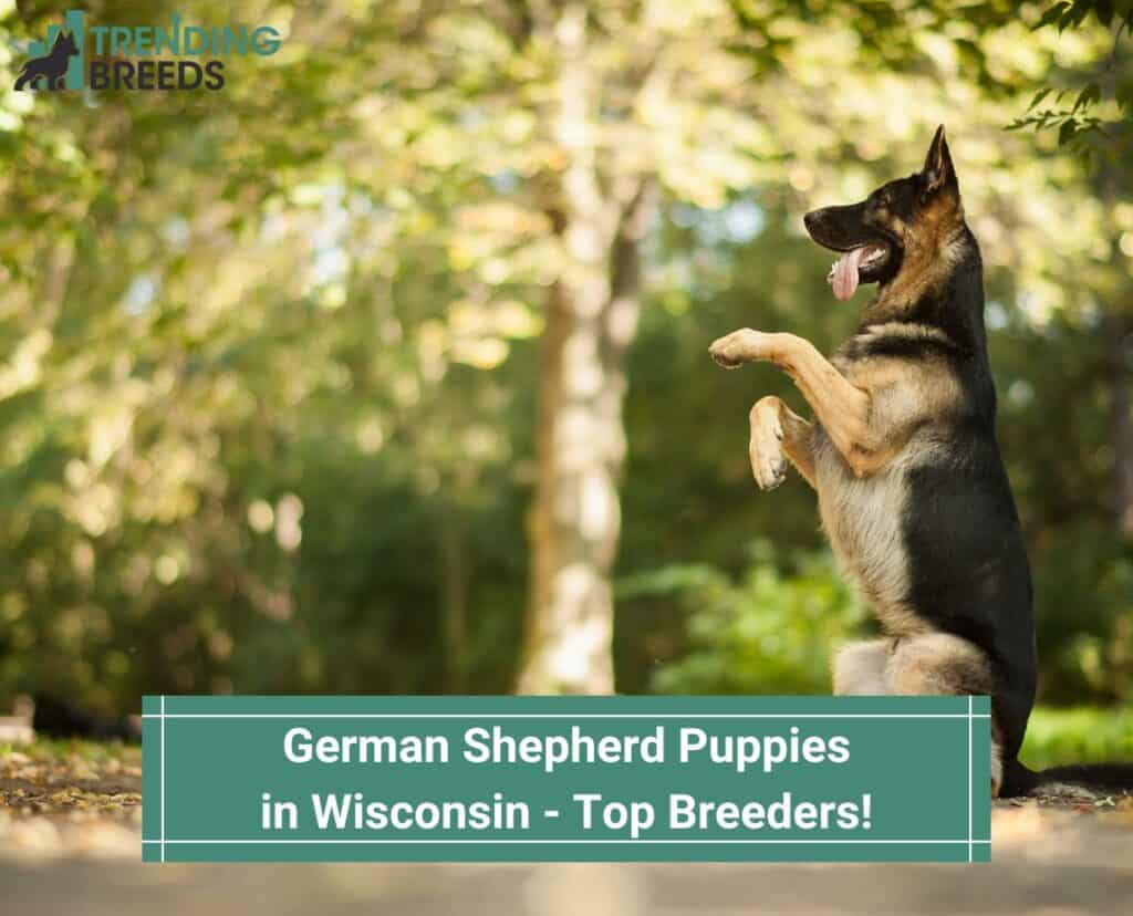 German-Shepherd-Puppies-in-Wisconsin-Top-6-Breeders-template