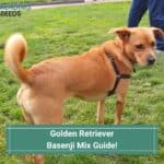 Golden-Retriever-Basenji-Mix-Guide-template