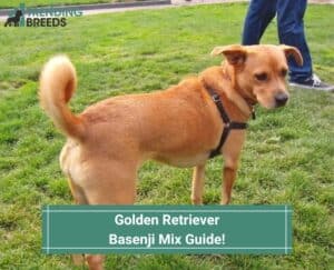Golden-Retriever-Basenji-Mix-Guide-template