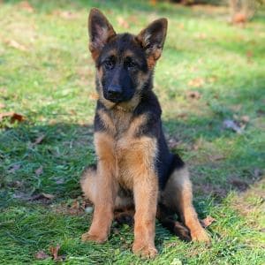 Golden-Ridge-Farm-German-Shepherds