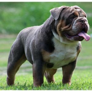 Graybull-Bulldogs