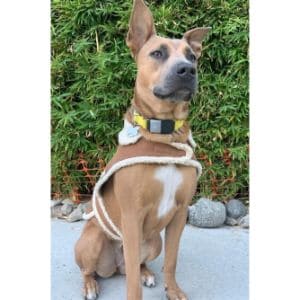 The Best Belgian Malinois Pitbull Mix Guide! (2022)