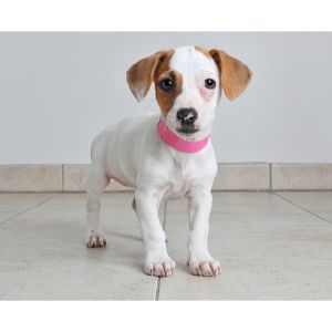 History-and-Traits-of-Jack-Russell