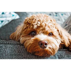 History-of-Cavapoo-vs-Havapoo