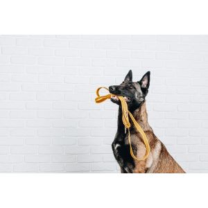 How-Big-Does-The-Belgian-Malinois-Get