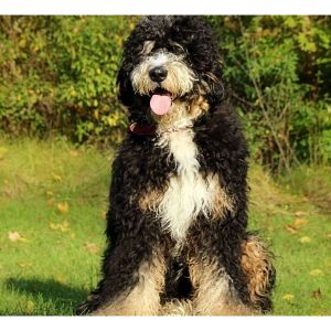 How-Big-Does-a-Bernedoodle-Get