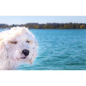 How-Can-You-Teach-A-Maltipoo-To-Swim