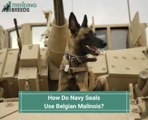 How-Do-Navy-Seals-Use-Belgian-Malinois-template