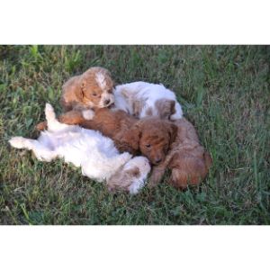 How-Long-Does-It-Take-To-Adopt-a-Cavapoo