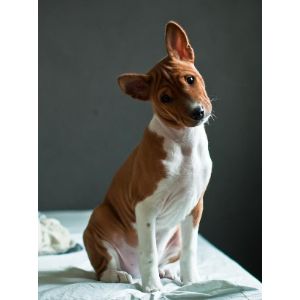 How-Long-Does-It-Take-To-Bring-a-Basenji-Puppy-Home