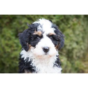 How-Long-Does-It-Take-to-Adopt-a-Bernedoodle