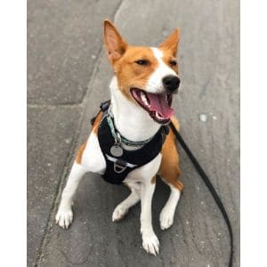 How-Much-Does-a-Basenji-Puppy-Cost