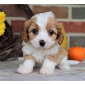 How-To-Care-for-a-Growing-Mini-Cavapoo-Puppy