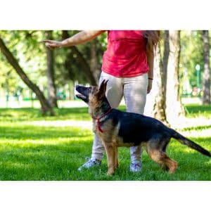 How-To-Choose-German-Shepherd-Breeders-in-Colorado