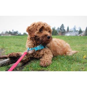 How-To-Choose-Labradoodle-Puppies-in-California