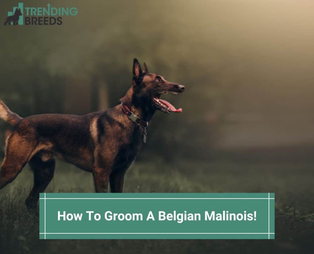 How-To-Groom-A-Belgian-Malinois-template