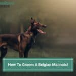 How To Groom A Belgian Malinois! (2023)