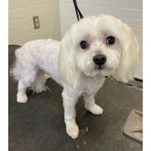 How-To-Groom-A-Maltipoo-After-A-Haircut