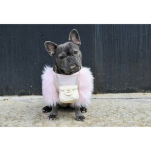 How-to-Choose-French-Bulldog-Breeders-in-California