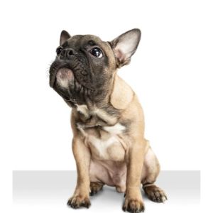 How-to-Choose-French-Bulldog-Breeders-in-Colorado
