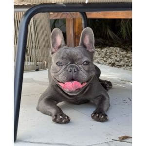 How-to-Choose-French-Bulldog-Breeders-in-Florida
