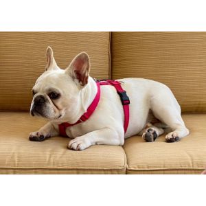 How-to-Choose-French-Bulldog-Breeders-in-Illinois