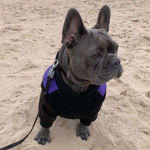 How-to-Choose-French-Bulldog-Breeders-in-Maryland