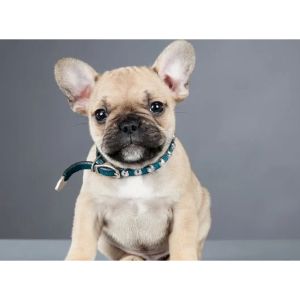 How-to-Choose-French-Bulldog-Breeders-in-Michigan