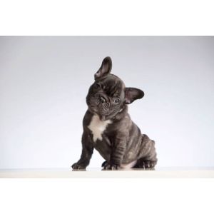 How-to-Choose-French-Bulldog-Breeders-in-Texas