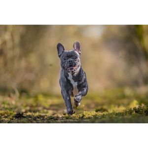 French-Bulldog-Puppies-For-Sale-in-Missouri