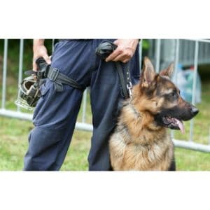 How-to-Choose-German-Shepherd-Breeders-Texas