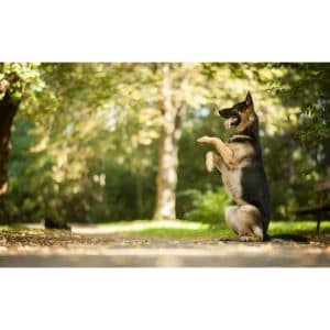 How-to-Choose-German-Shepherd-Breeders-in-Florida