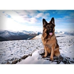 How-to-Choose-German-Shepherd-Breeders-in-Illinois