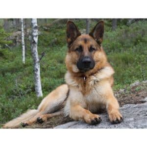 How-to-Choose-German-Shepherd-Breeders-in-New-Jersey