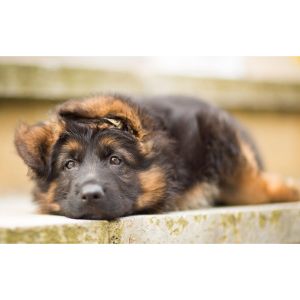 How-to-Choose-German-Shepherd-Breeders-in-Ohio