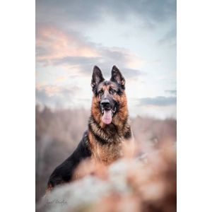 How-to-Choose-German-Shepherd-Puppies-in-California