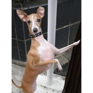How-to-Choose-Italian-Greyhound-Breeders-in-California