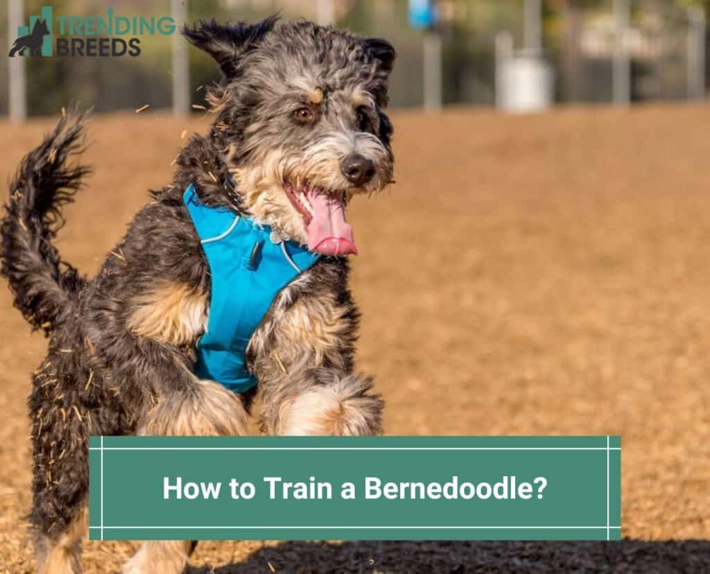 How-to-Train-a-Bernedoodle-template