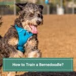 How to Train a Bernedoodle? Top Tips And Advice! (2022)