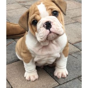 I-Am-Bulldog